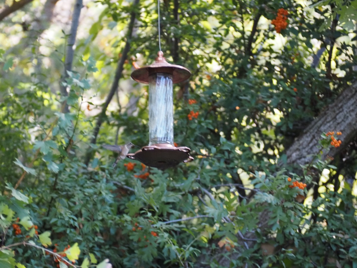 Colibrí Coliancho - ML643435355