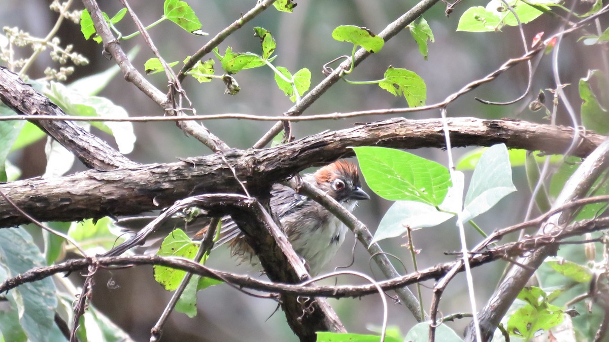 Kızıl Tepeli Yer Serçesi - ML643435358