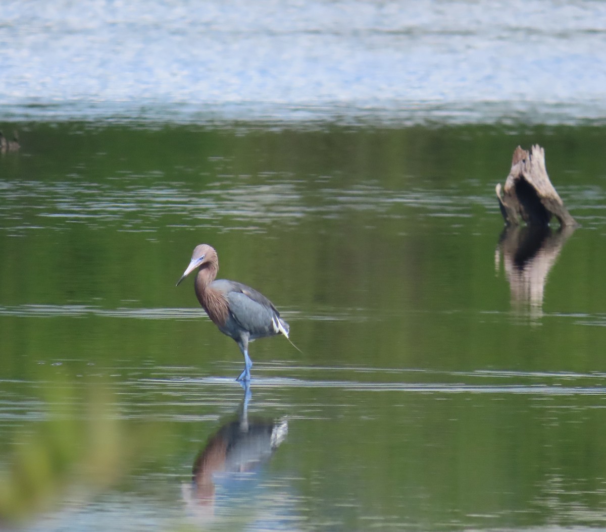 Reddish Egret - ML643435359