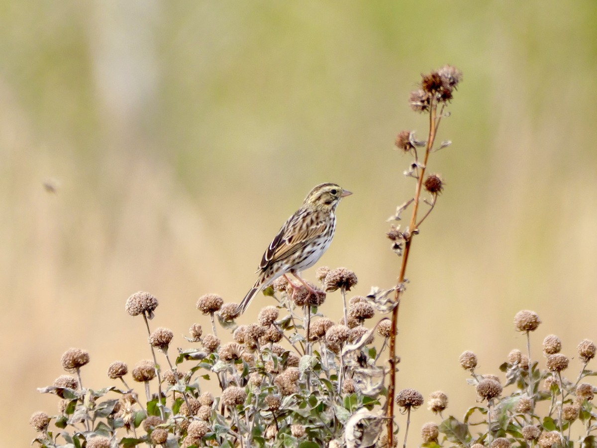 Savannah Sparrow - ML643435362