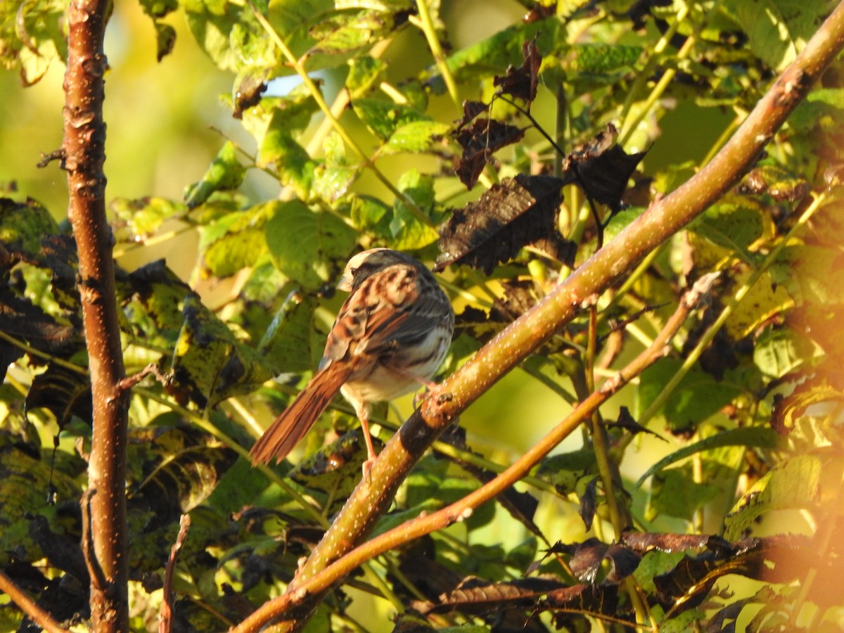 Song Sparrow - ML643435371