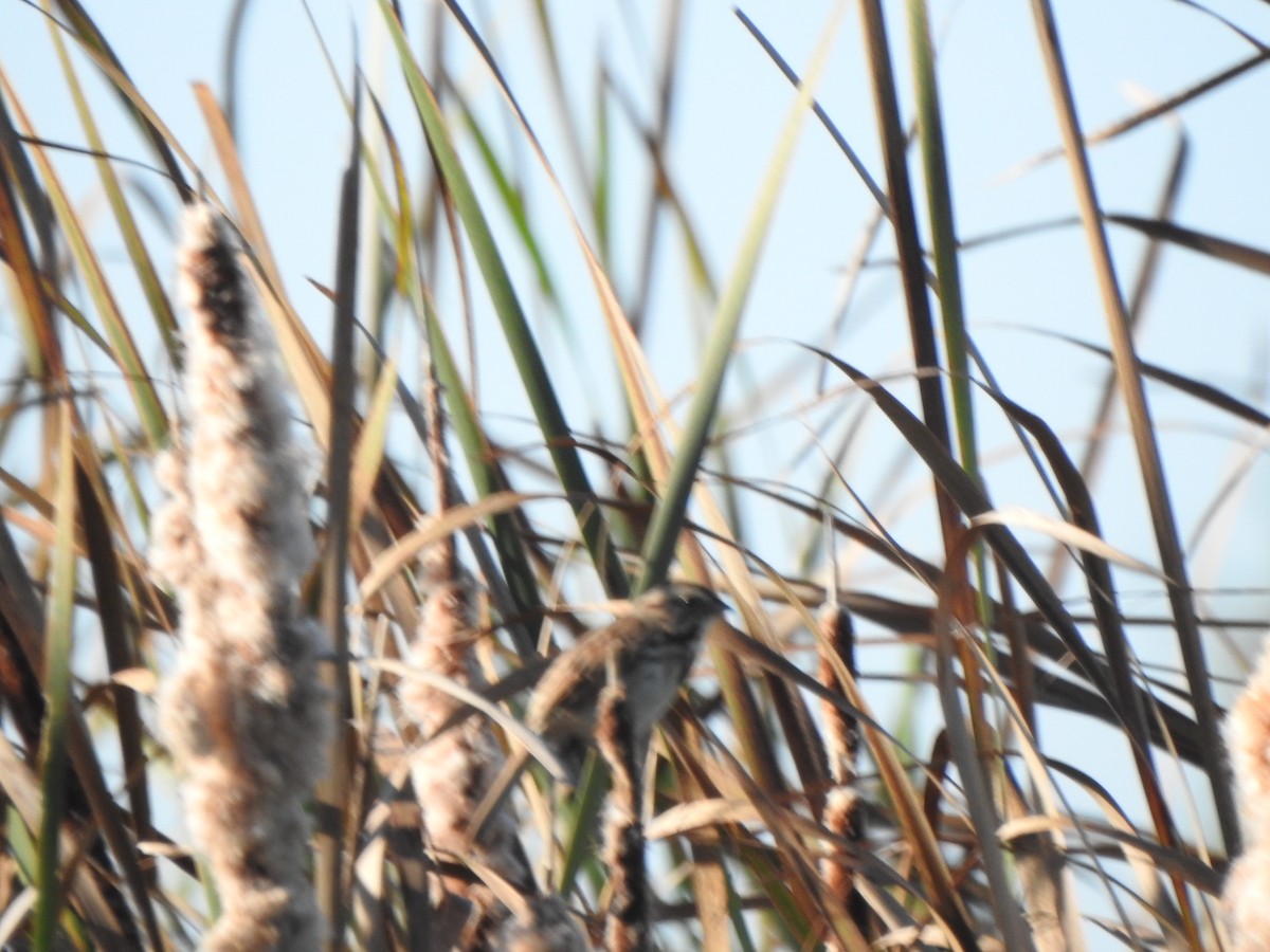Song Sparrow - ML643435372