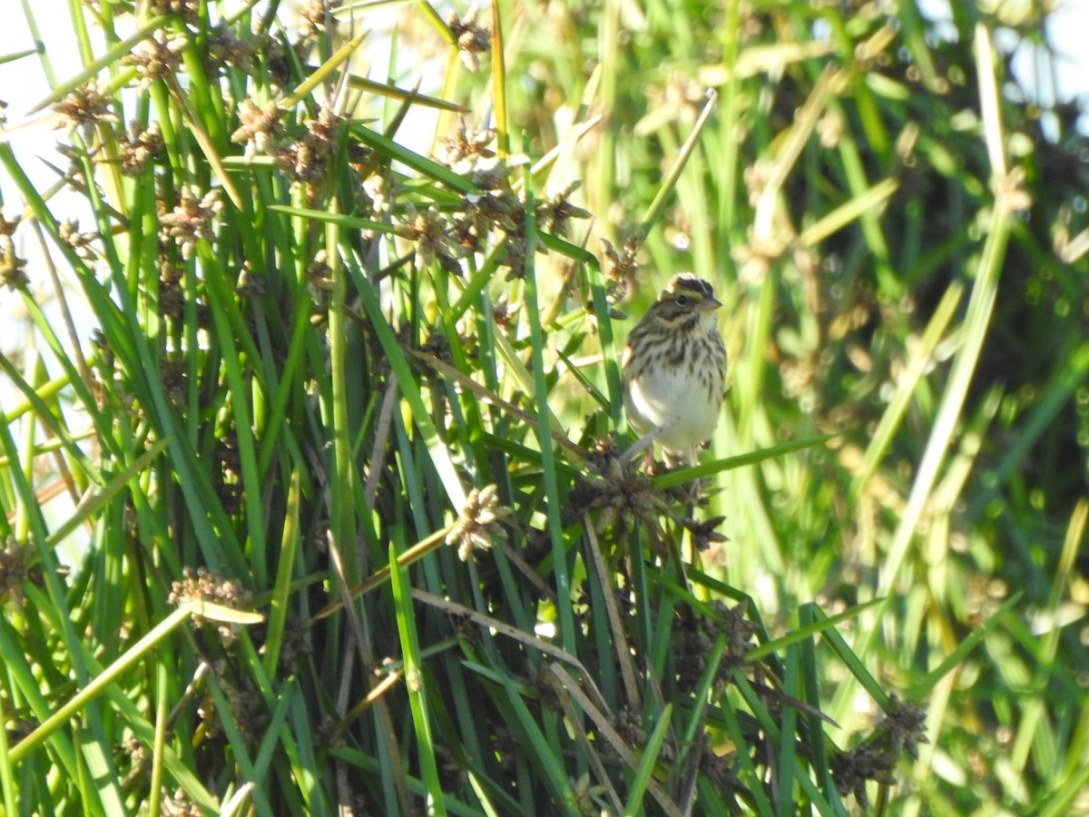 Savannah Sparrow - ML643435383