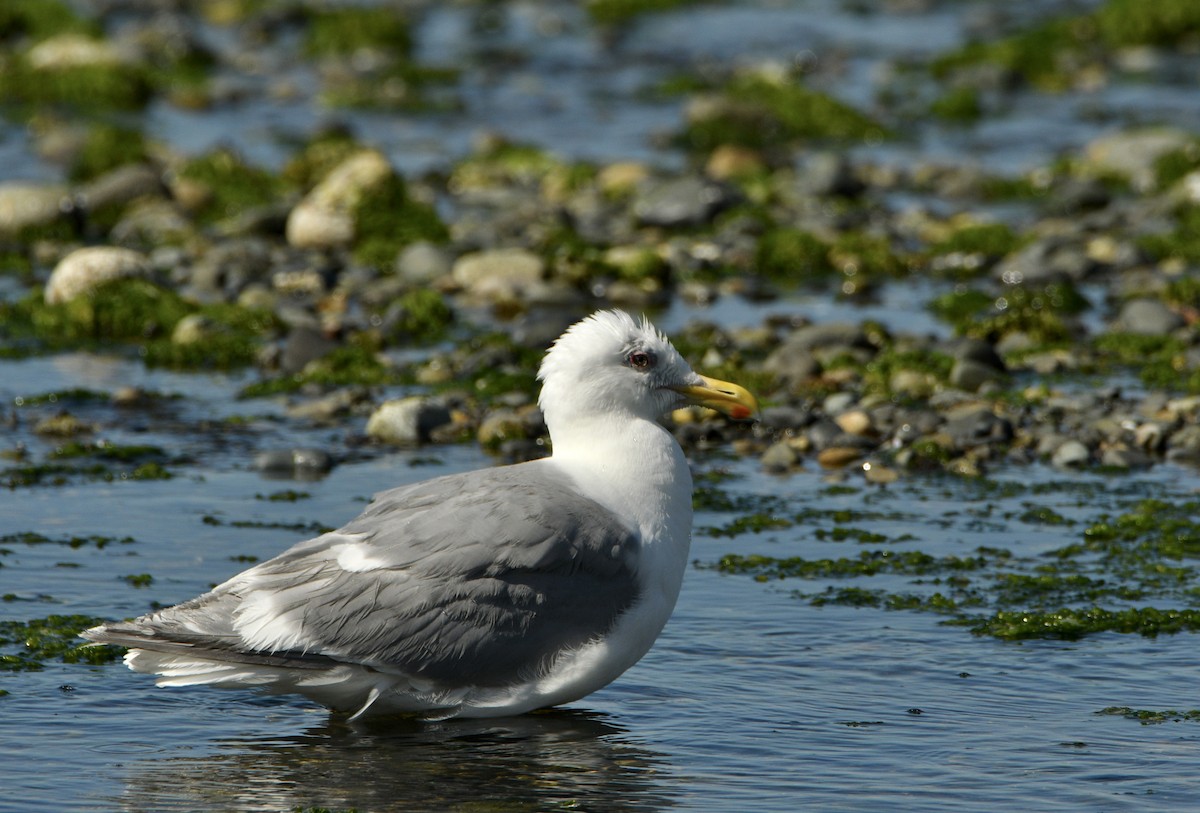 Glaucous-winged Gull - ML643435385