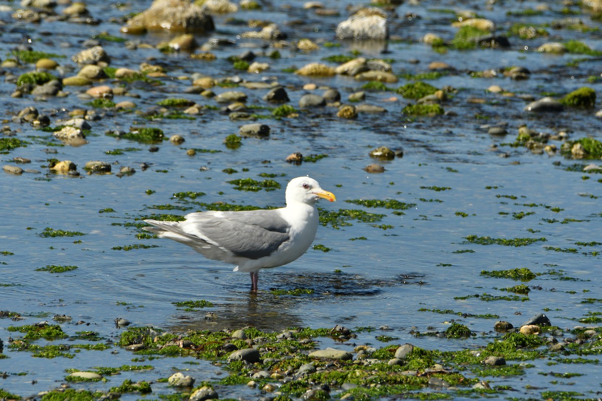 Glaucous-winged Gull - ML643435386