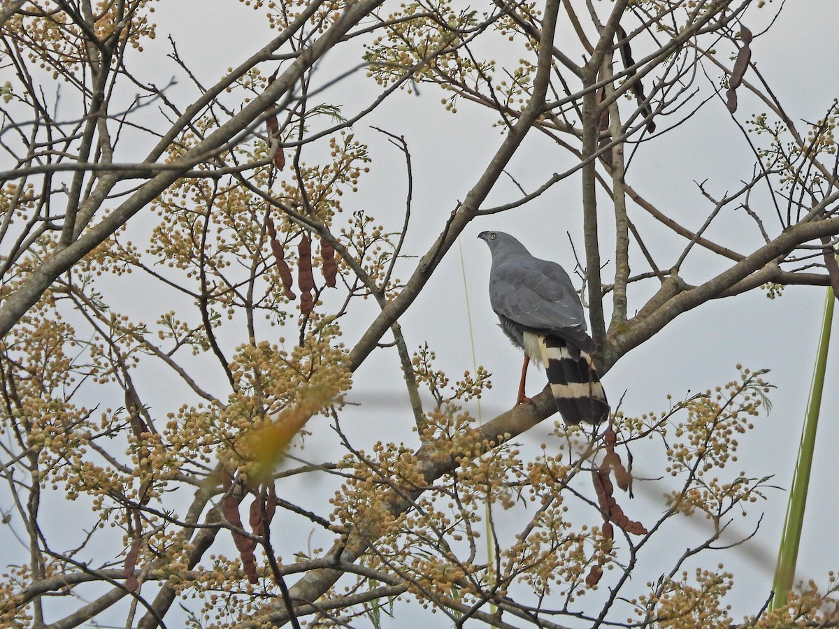 Crane Hawk - ML643435391