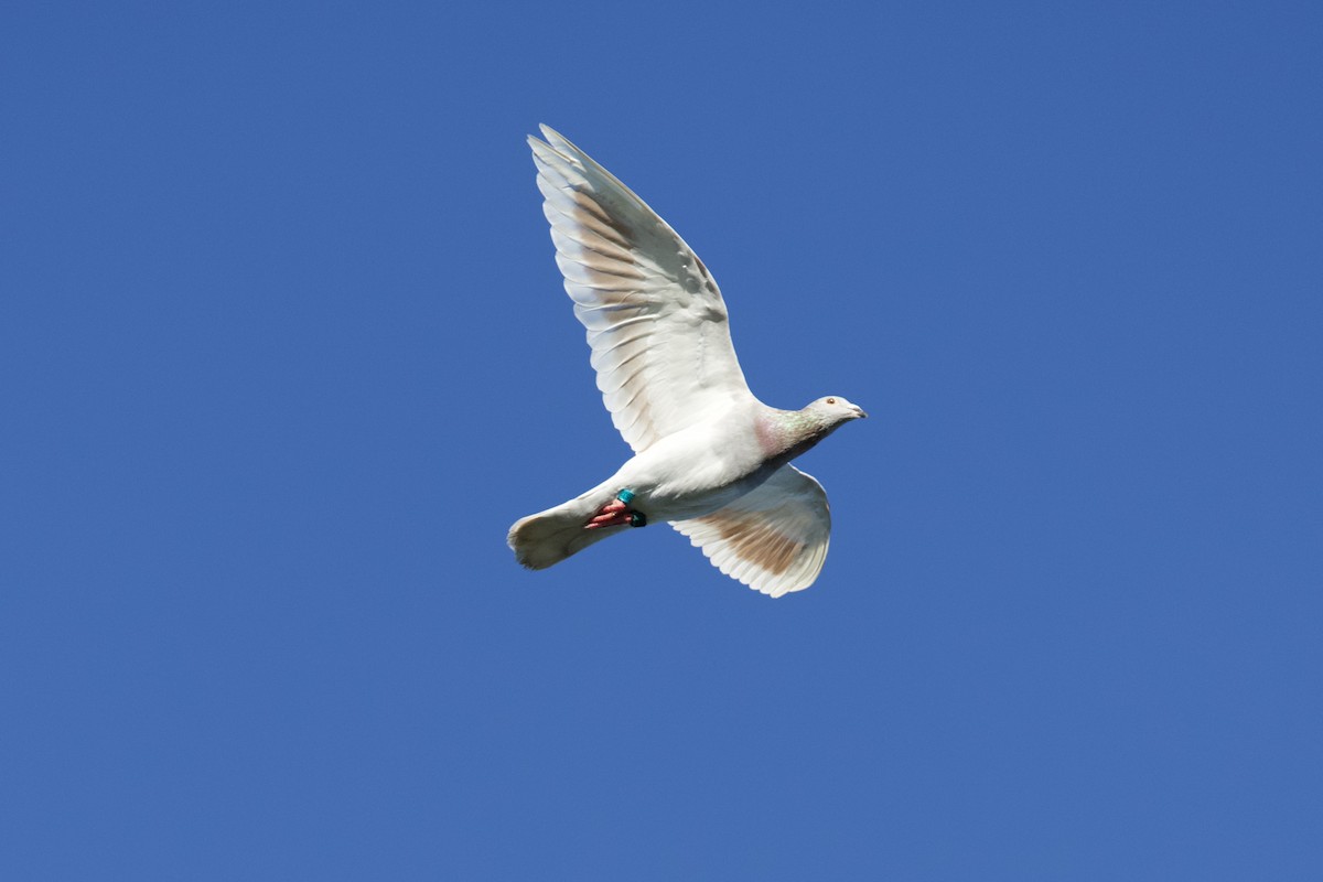 Rock Pigeon (Feral Pigeon) - ML643435392