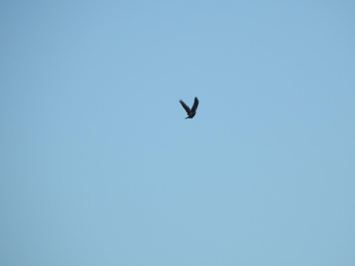 American Crow - ML643435394