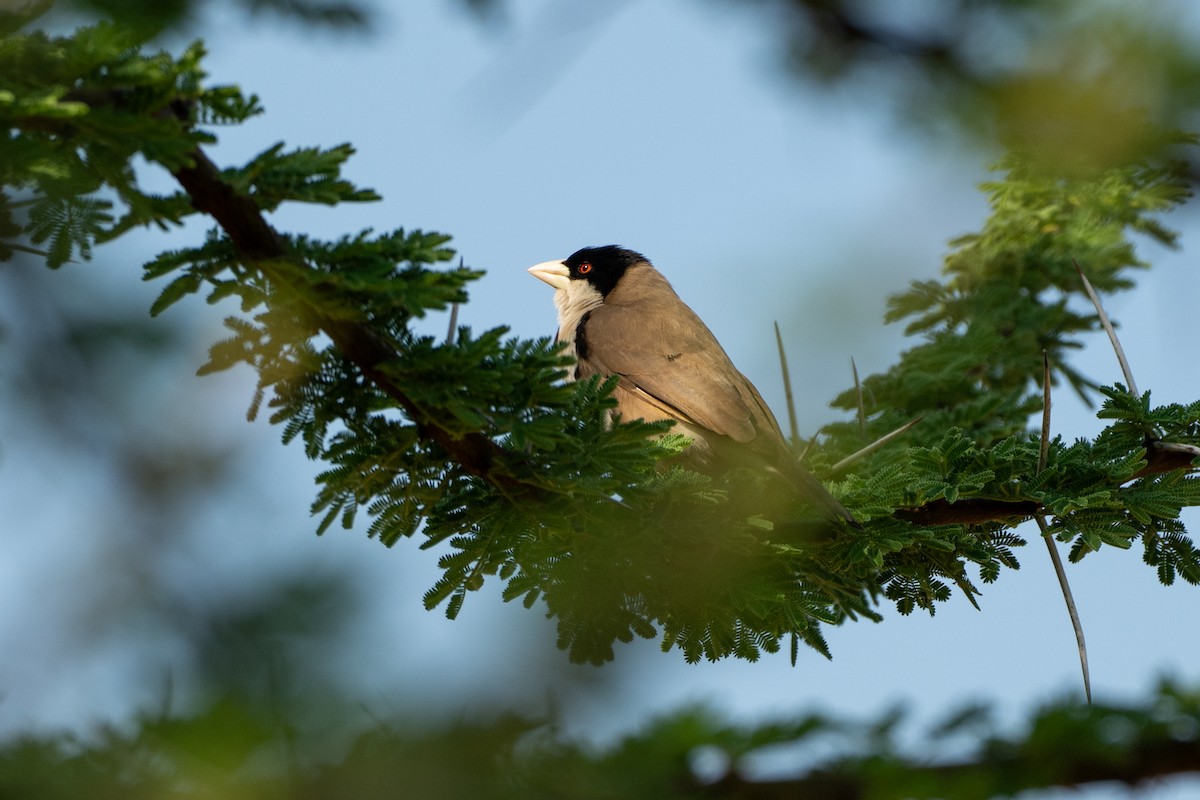 Tejedor Social de Cabanis - ML643435395