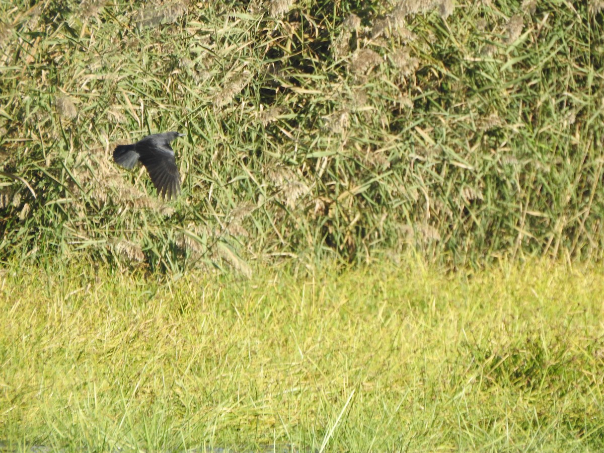 American Crow - ML643435397