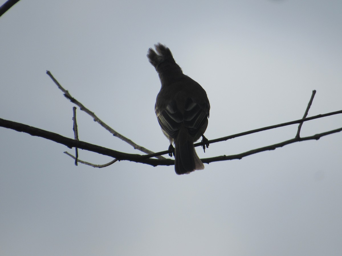 Yellow-bellied Elaenia - ML643435400