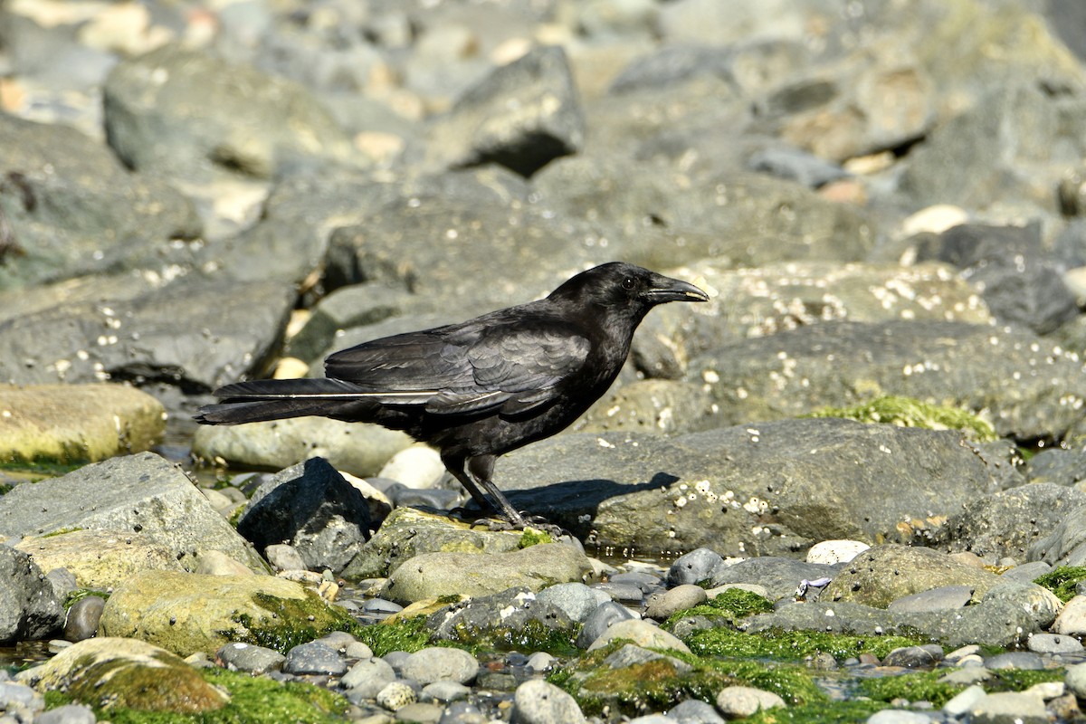 American Crow - ML643435402