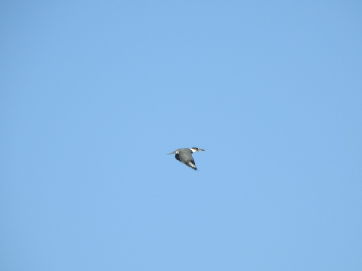 Belted Kingfisher - ML643435403