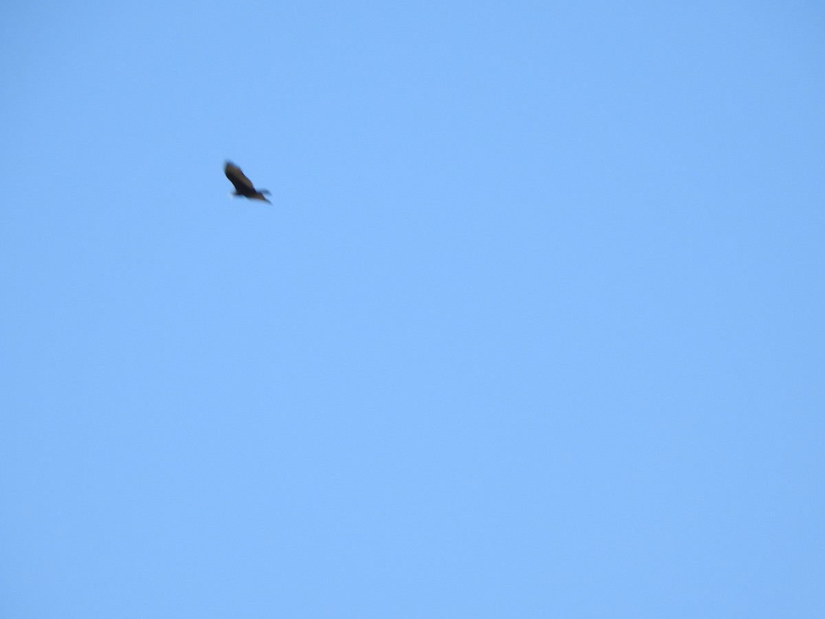 Turkey Vulture - ML643435411