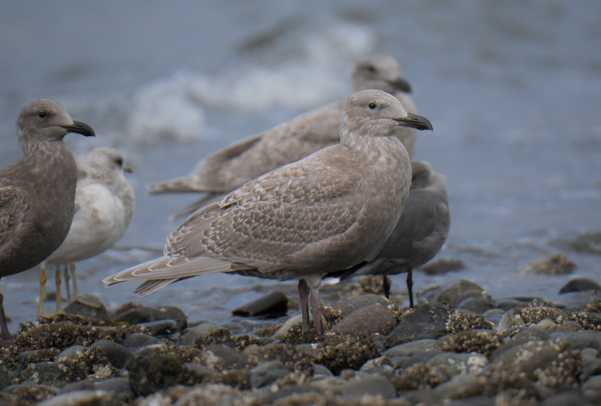 Goéland à ailes grises - ML643435416