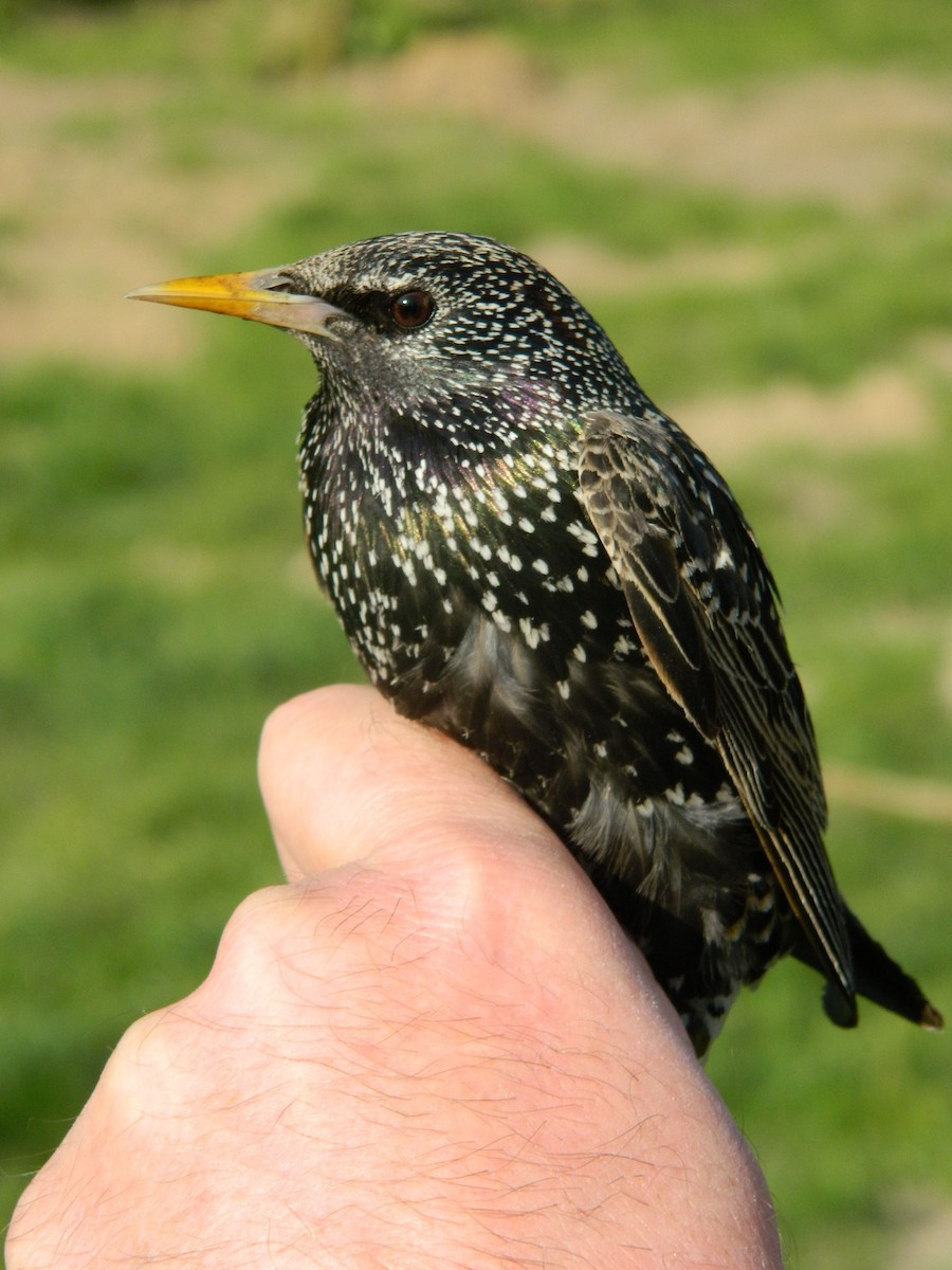 European Starling - ML643435442