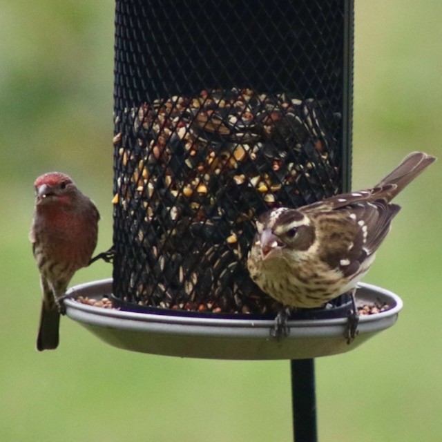 Rose-breasted Grosbeak - ML643435458