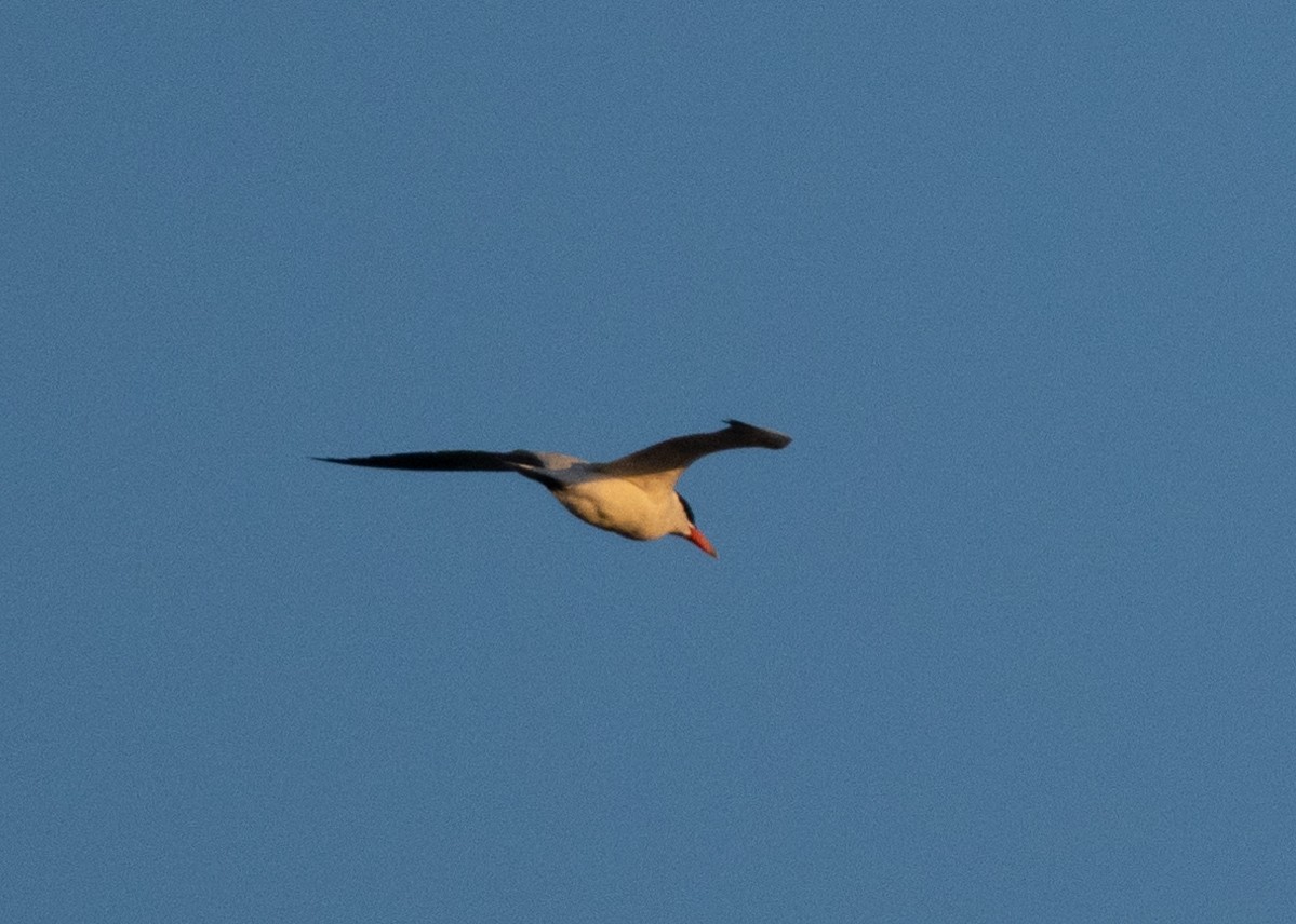 Caspian Tern - ML643435461