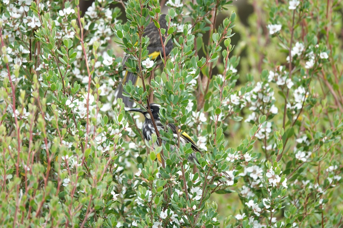 New Holland Honeyeater - ML643435462