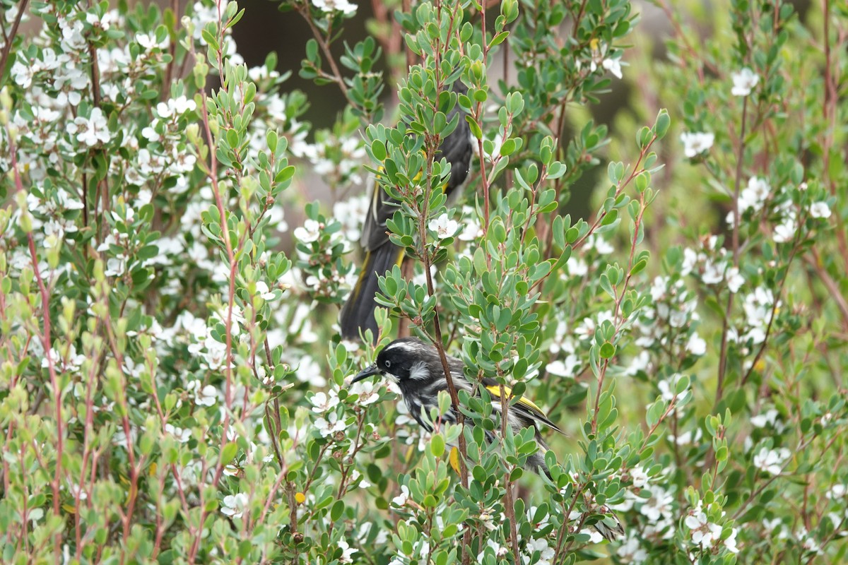 New Holland Honeyeater - ML643435463