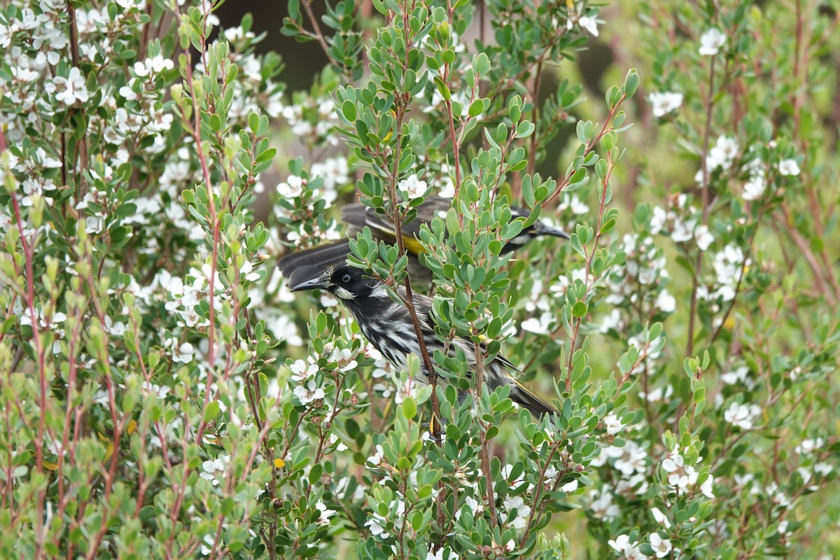 New Holland Honeyeater - ML643435464