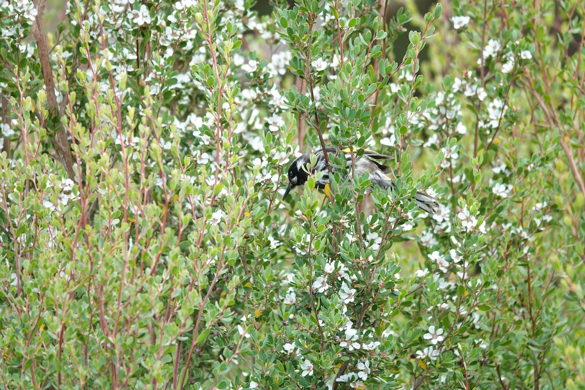 New Holland Honeyeater - ML643435465