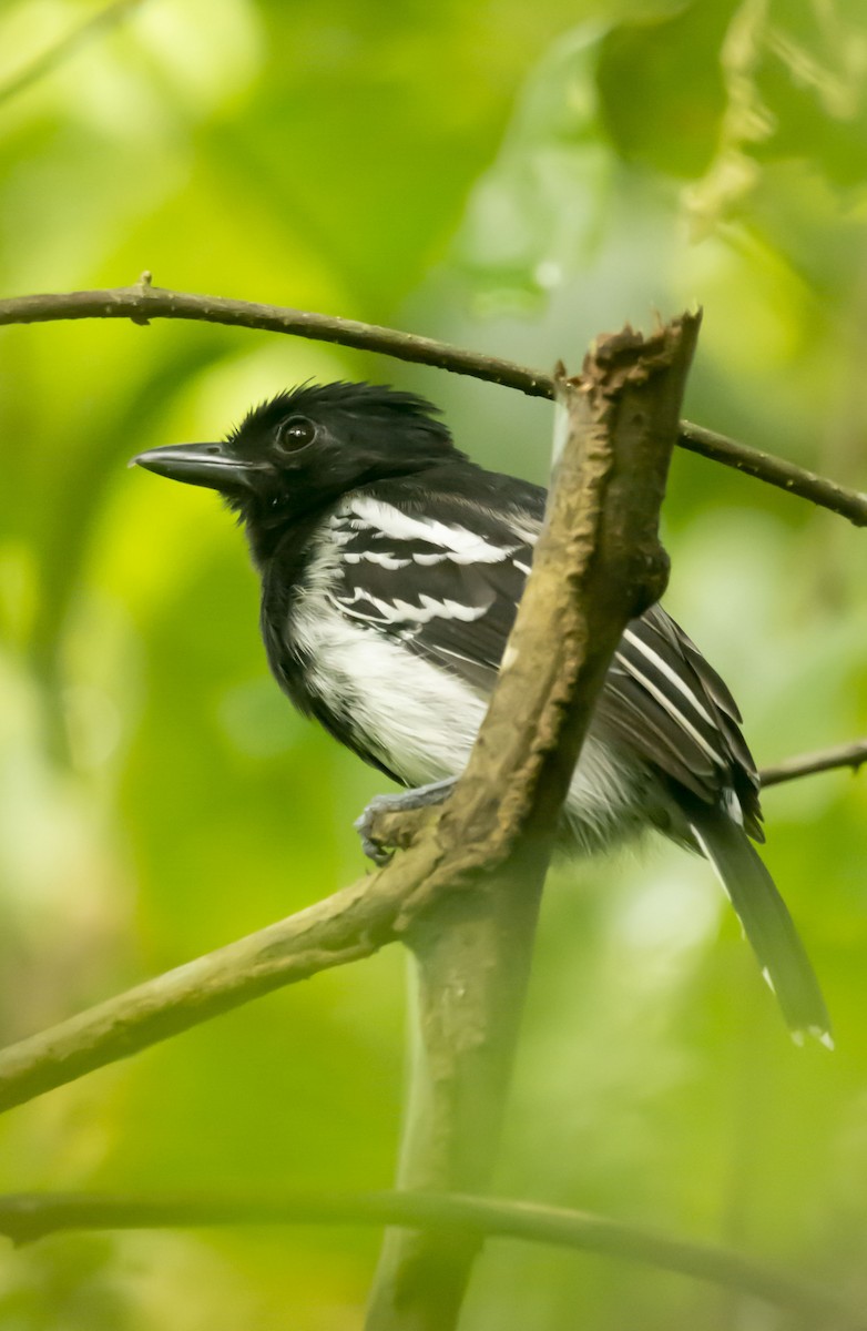 Black-backed Antshrike - ML643435471