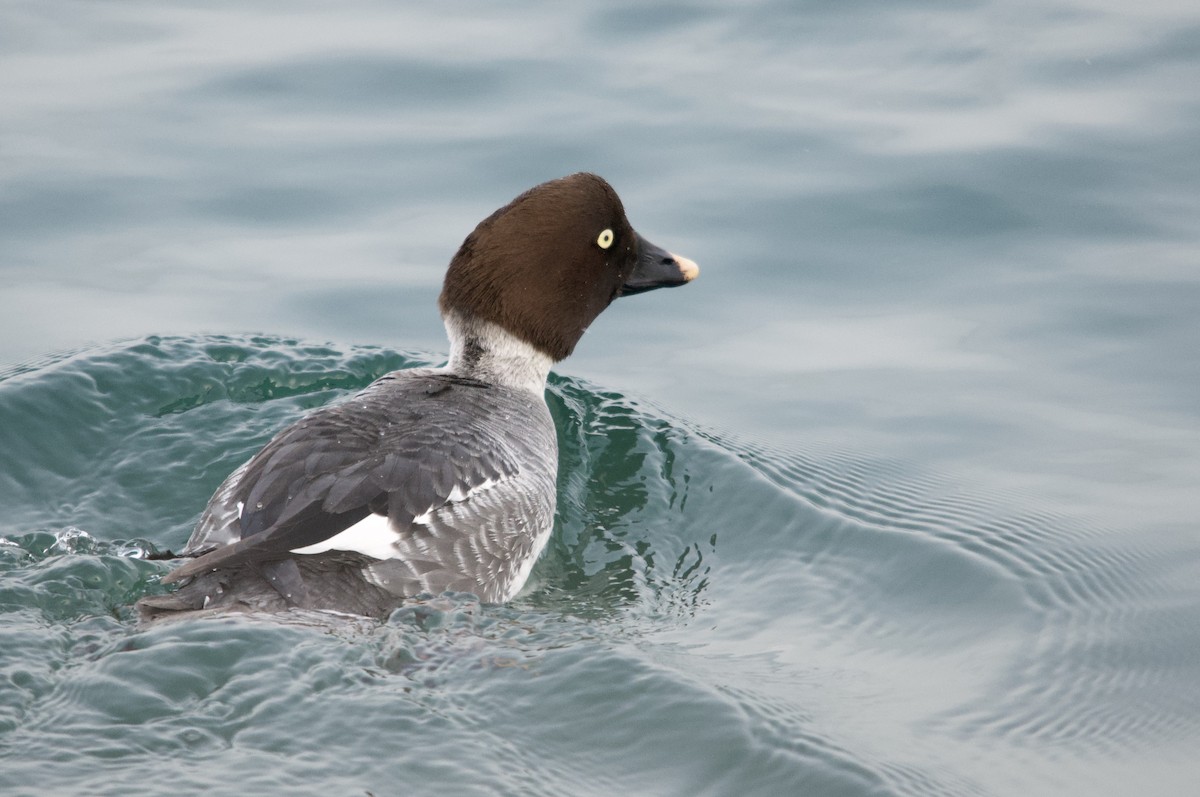 Common Goldeneye - ML643435472