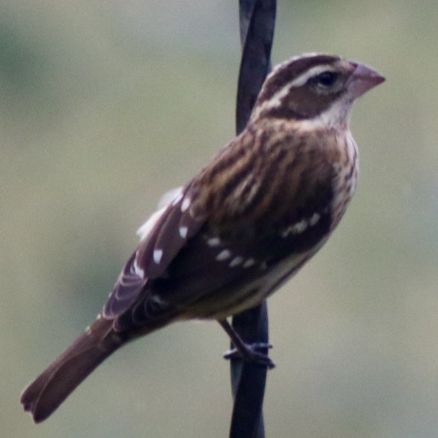 Rose-breasted Grosbeak - ML643435481