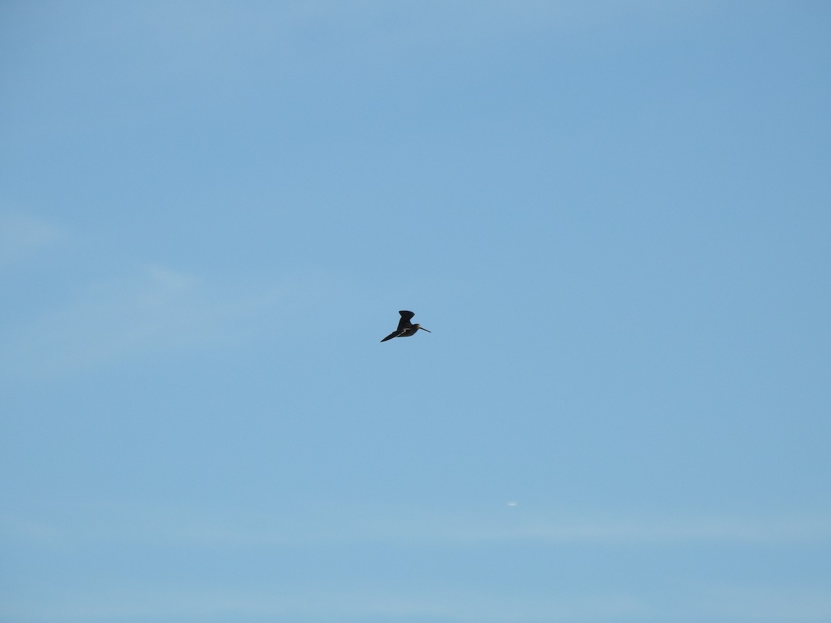 Wilson's Snipe - ML643435499