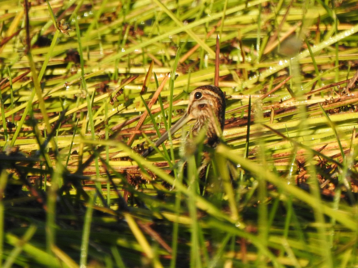Wilson's Snipe - ML643435500