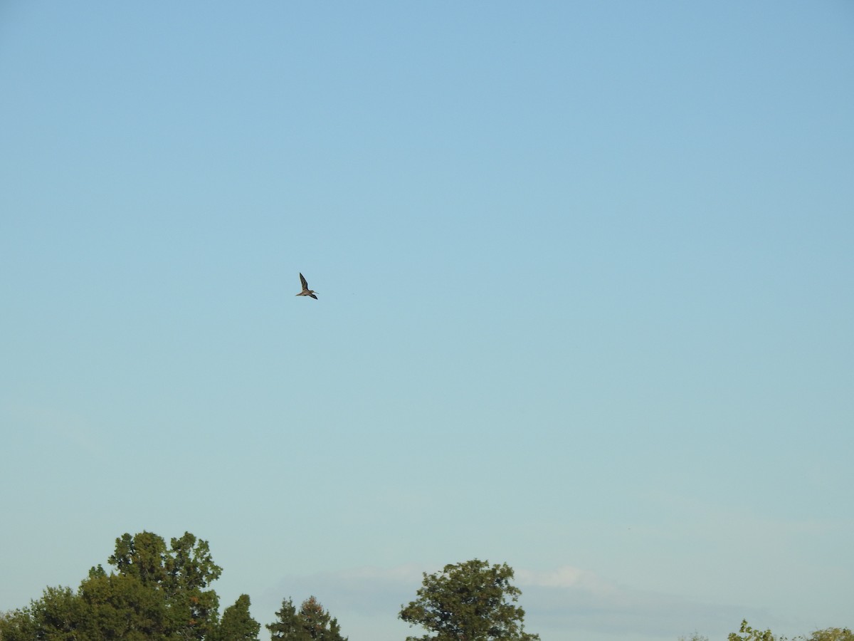 Wilson's Snipe - ML643435501