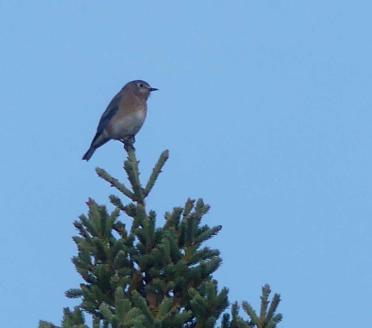 Eastern Bluebird - ML643435504