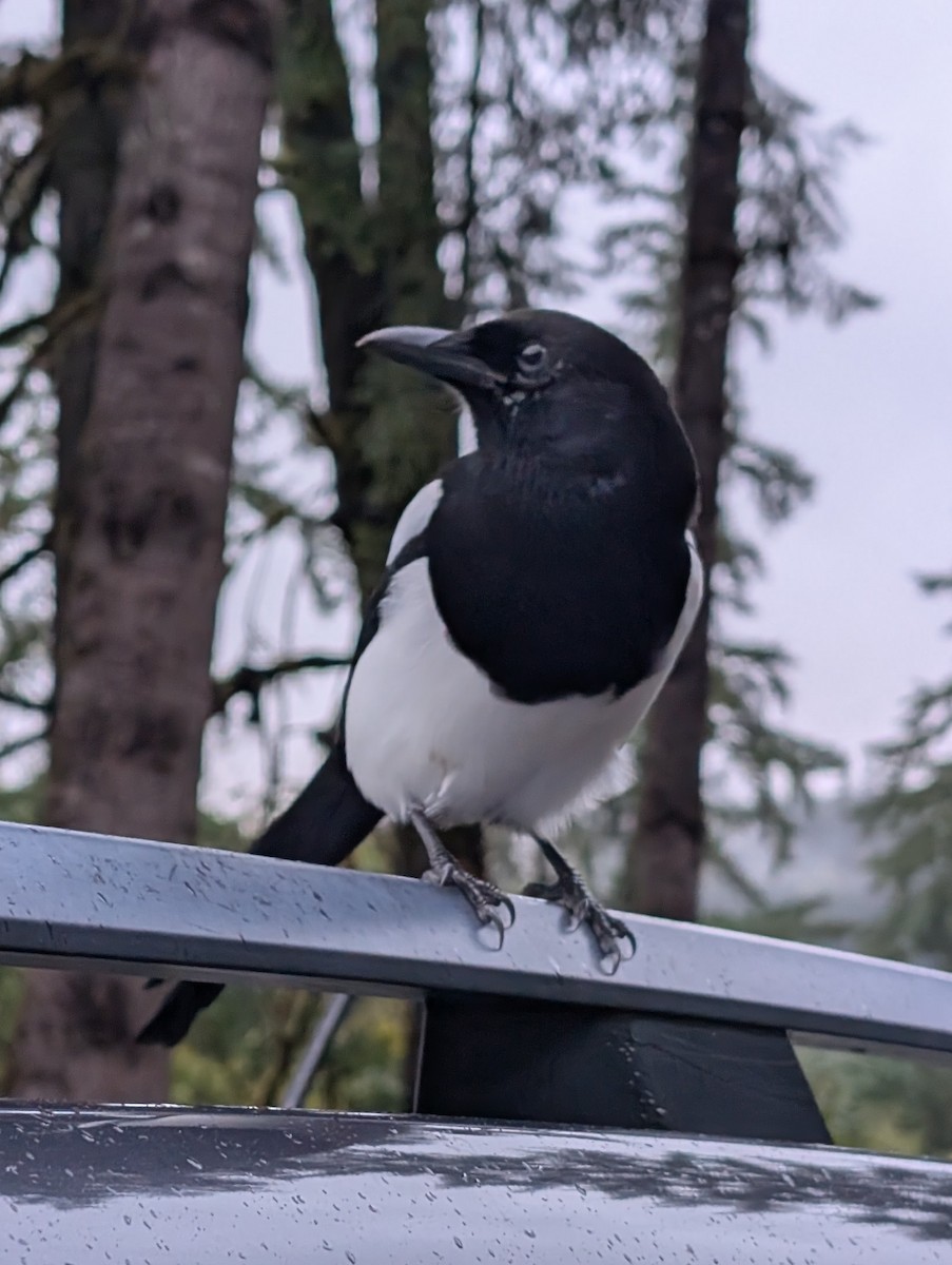 Black-billed Magpie - ML643435509