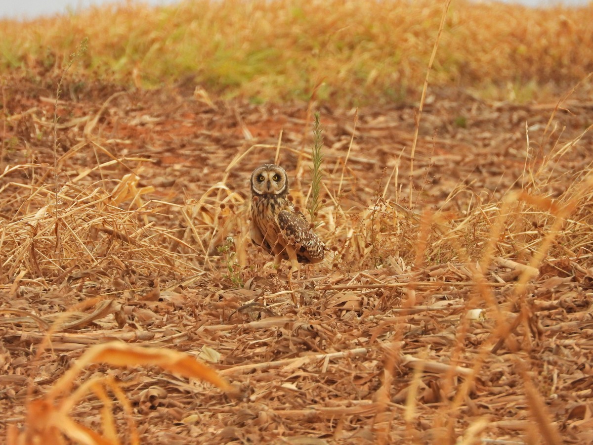 Short-eared Owl - ML643435510
