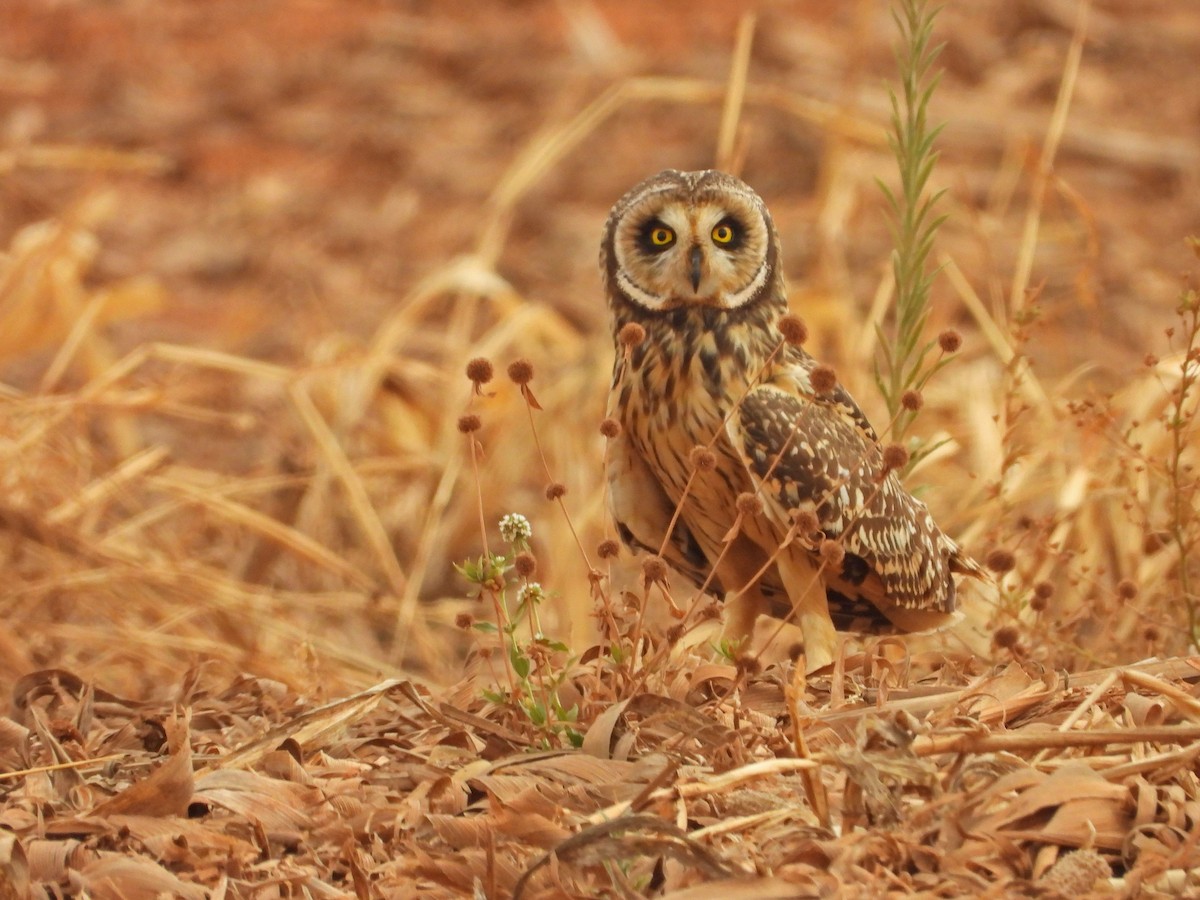 Short-eared Owl - ML643435511
