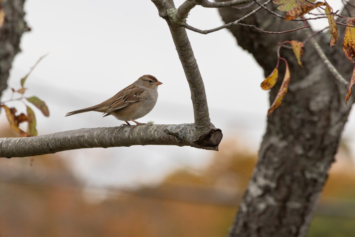 Bruant à couronne blanche - ML643435512