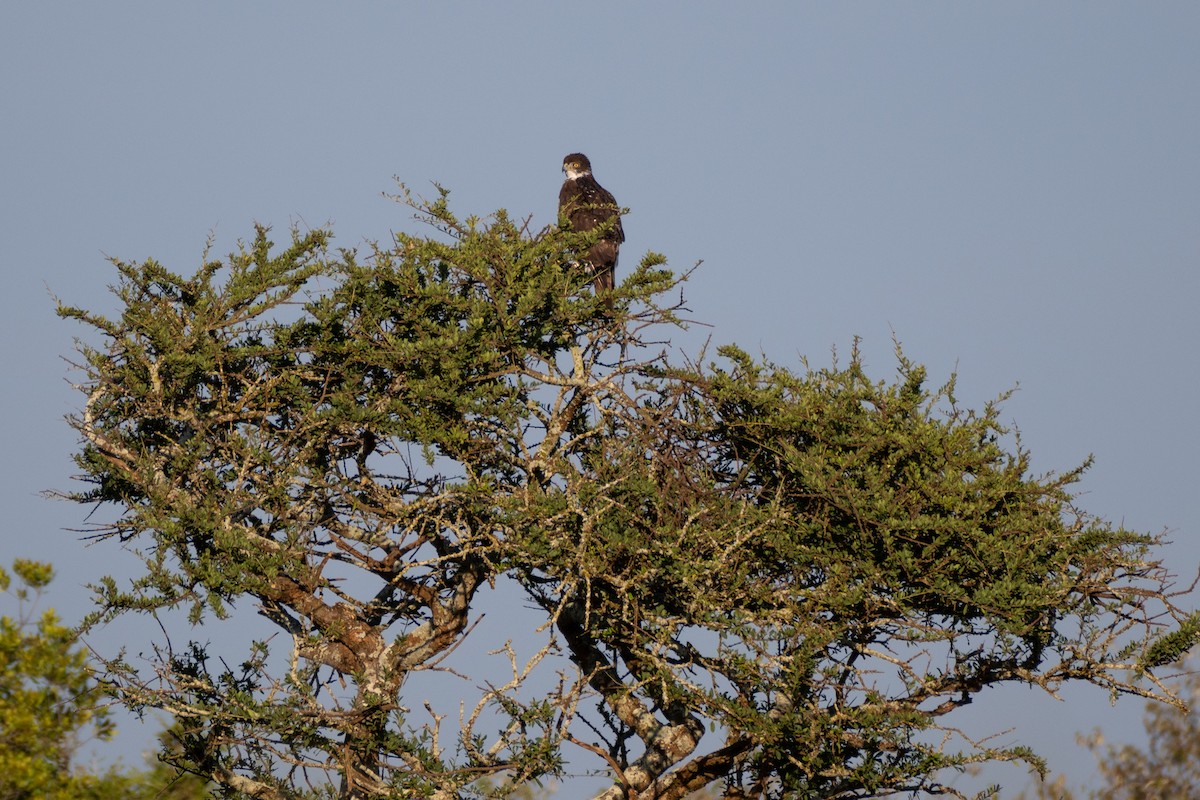 afrikahaukørn - ML643435515