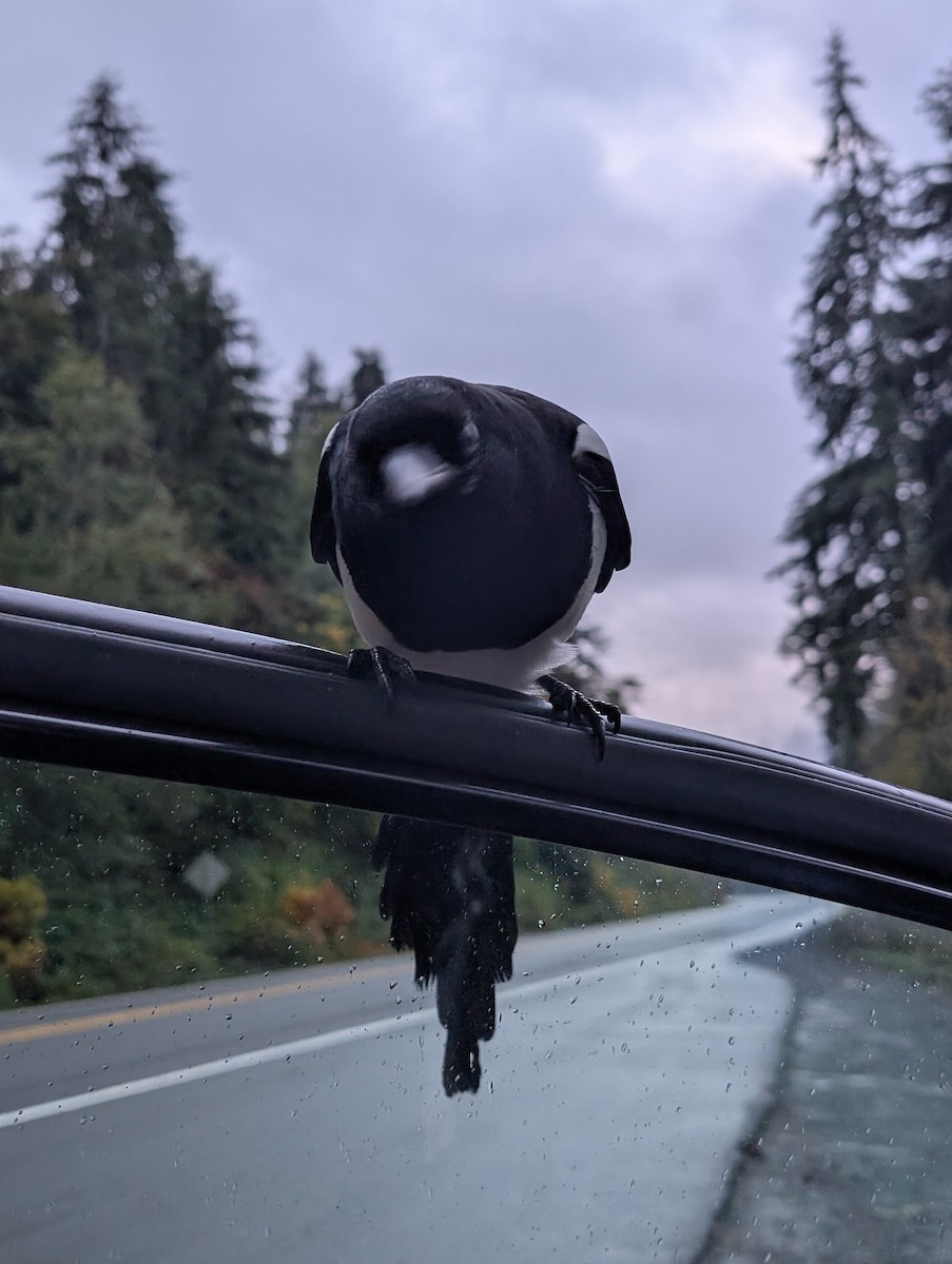 Black-billed Magpie - ML643435517