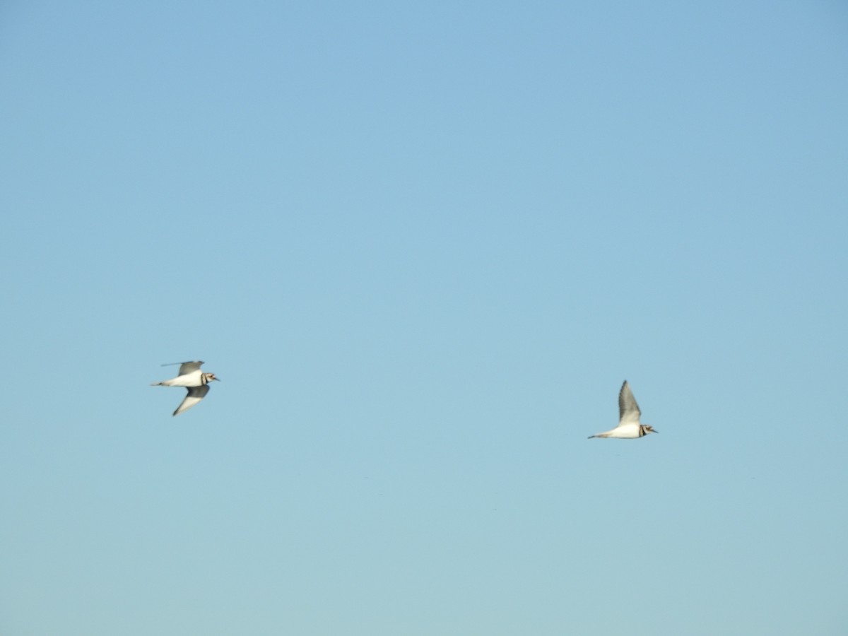 Killdeer - ML643435519