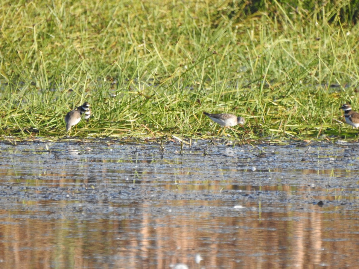 Killdeer - ML643435520