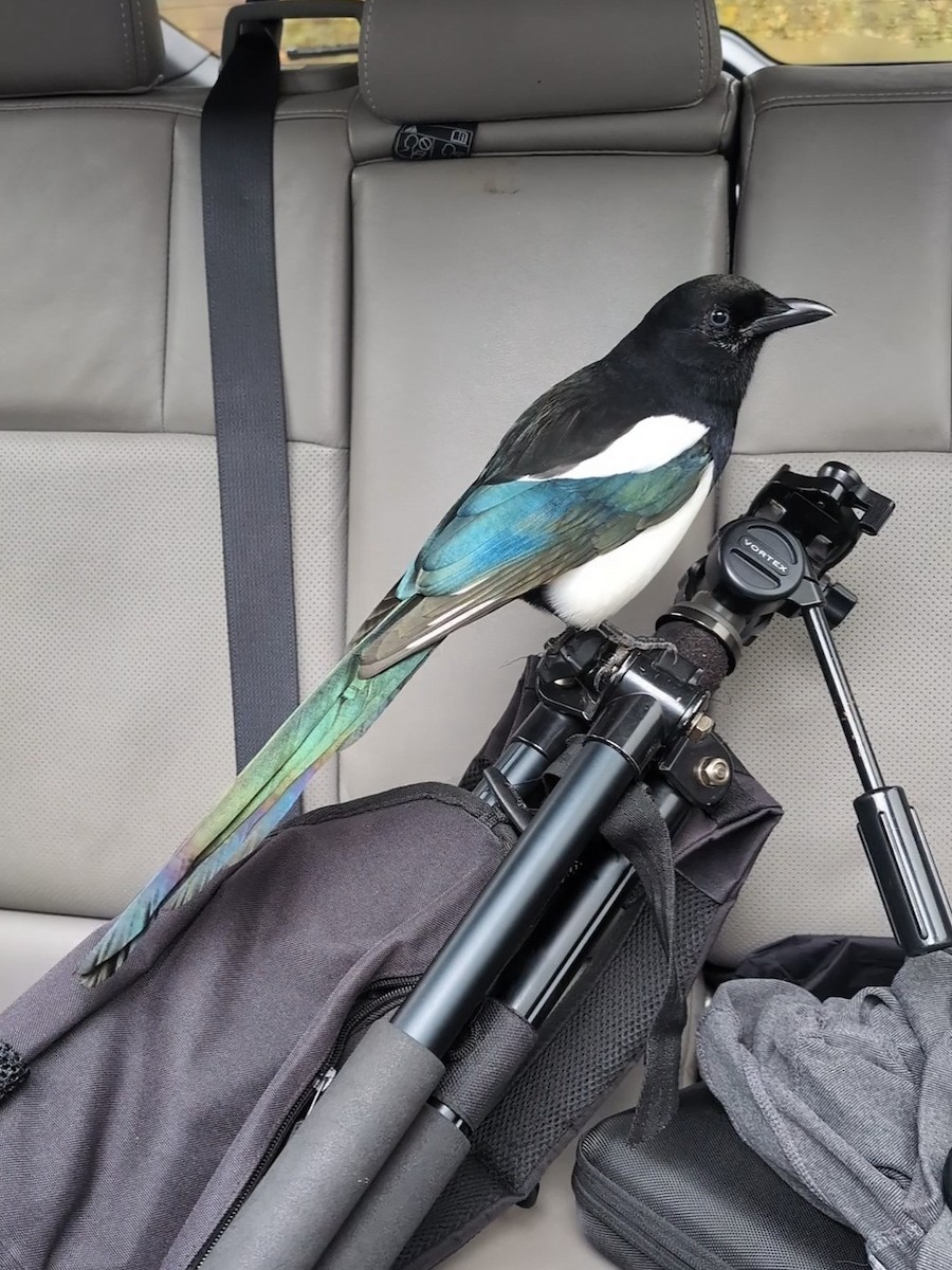 Black-billed Magpie - ML643435527