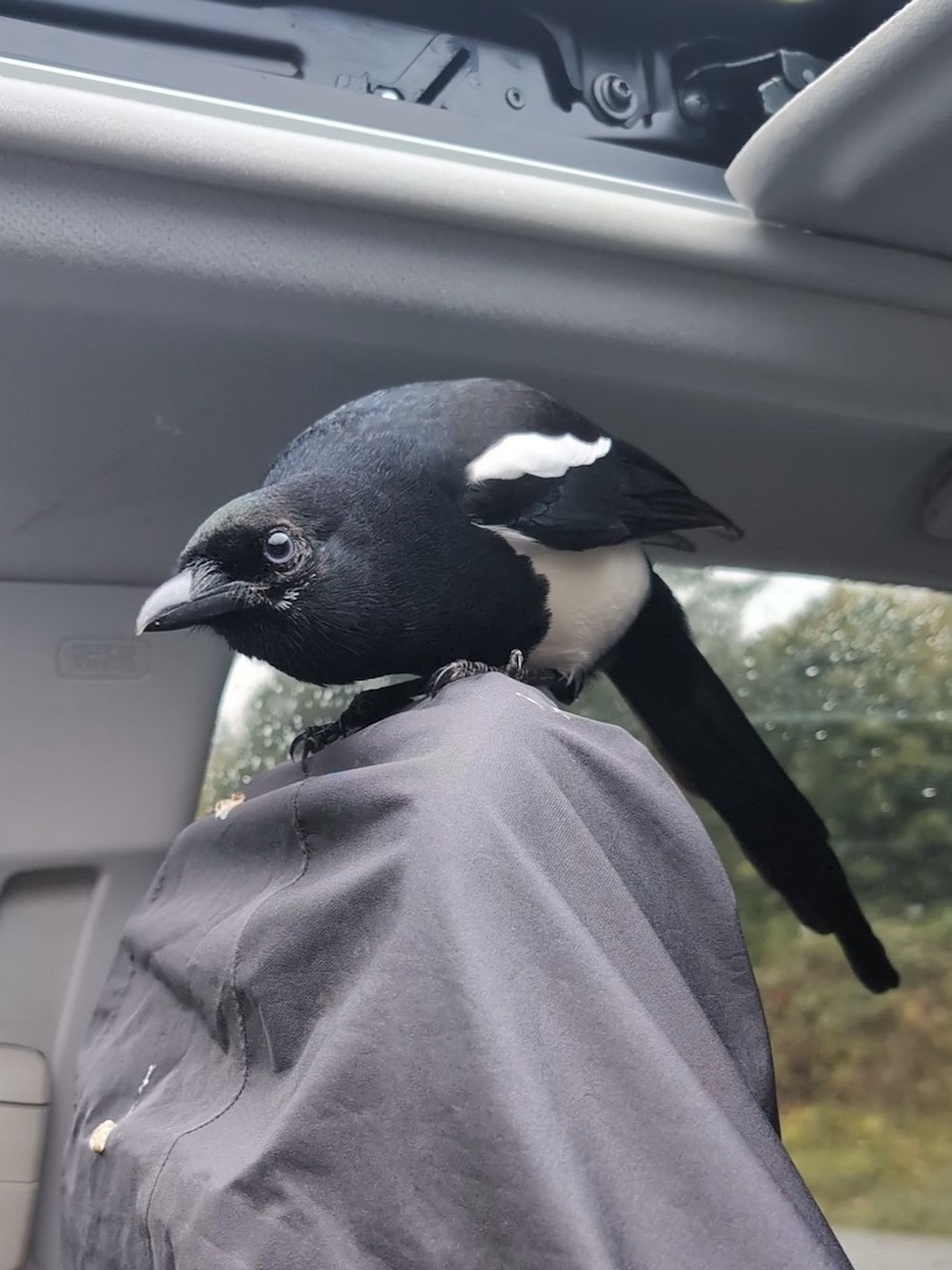 Black-billed Magpie - ML643435537