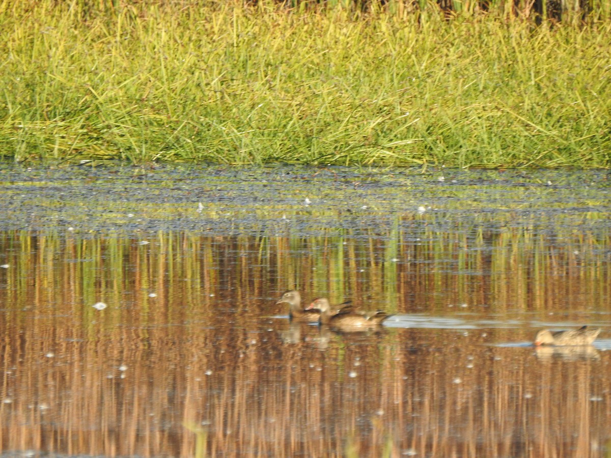 Wood Duck - ML643435547