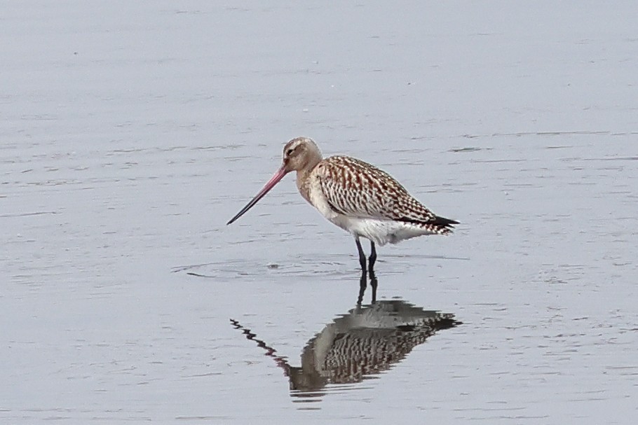 Bar-tailed Godwit - ML643435550