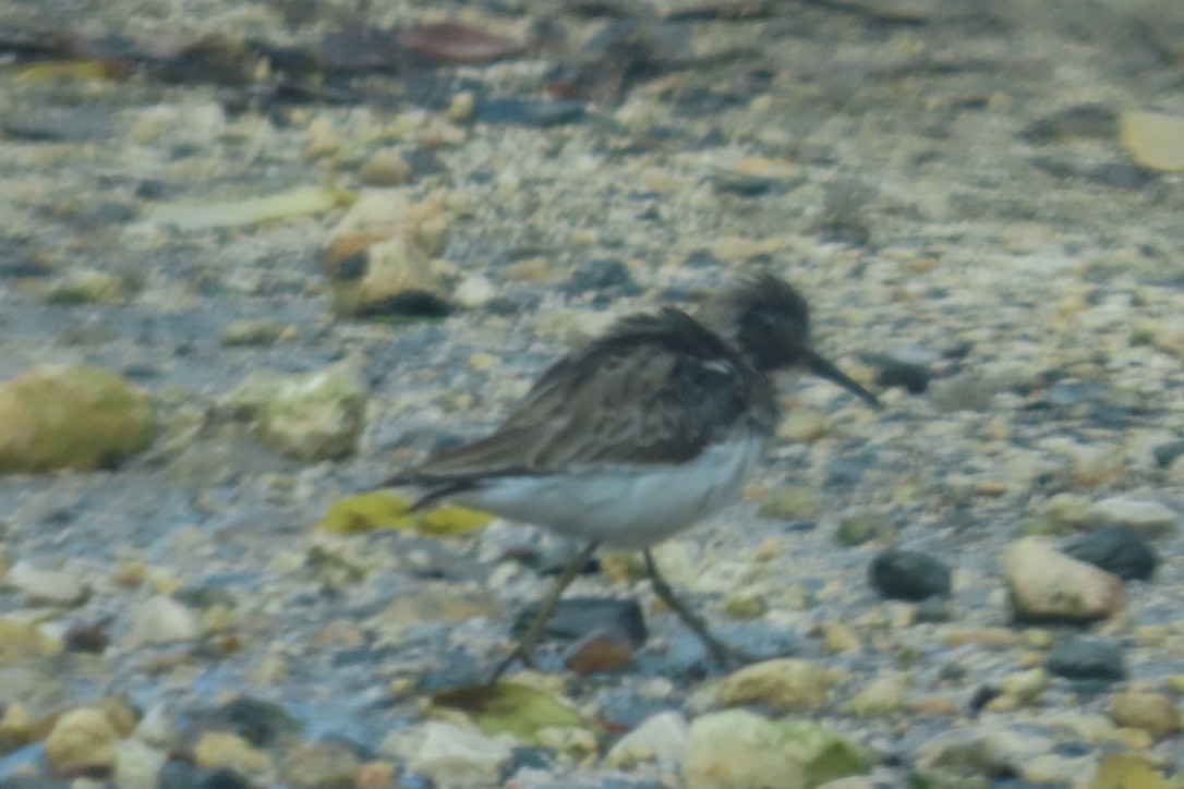 Least Sandpiper - ML643435554