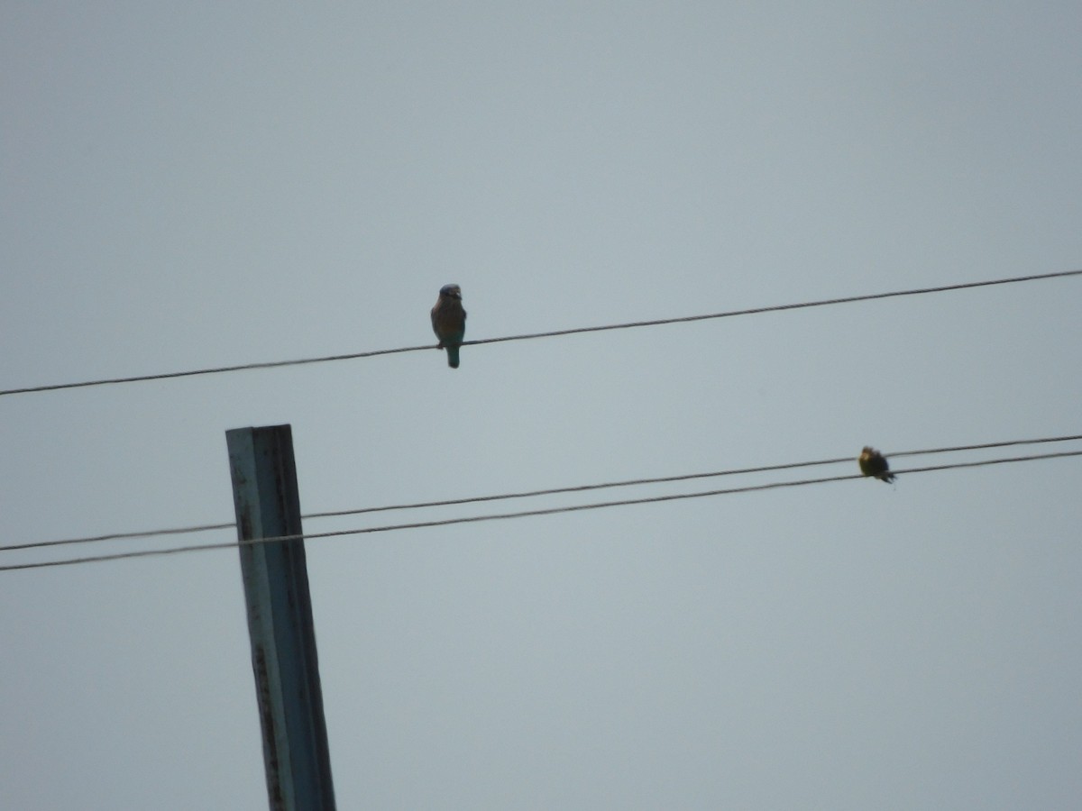 Indian Roller - ML643435555