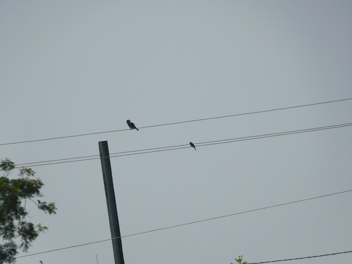 Indian Roller - ML643435559