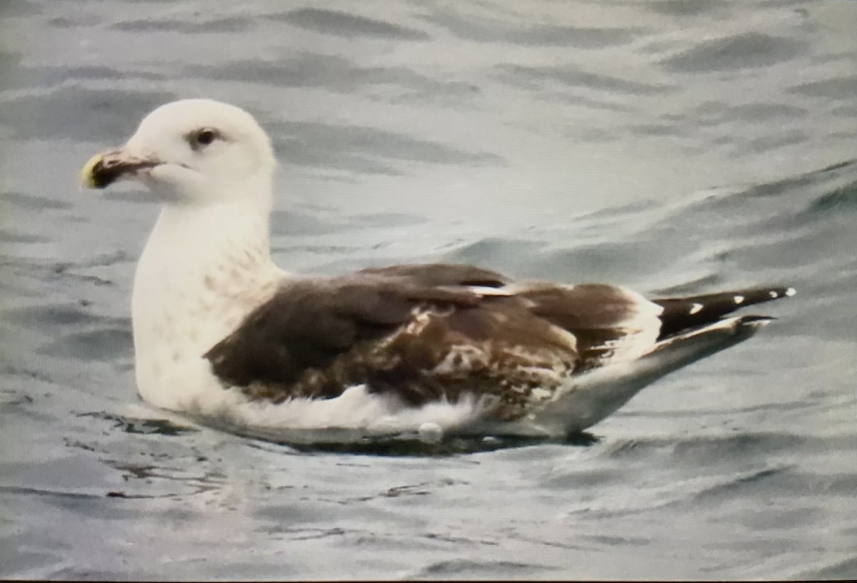 Great Black-backed Gull - ML643435562