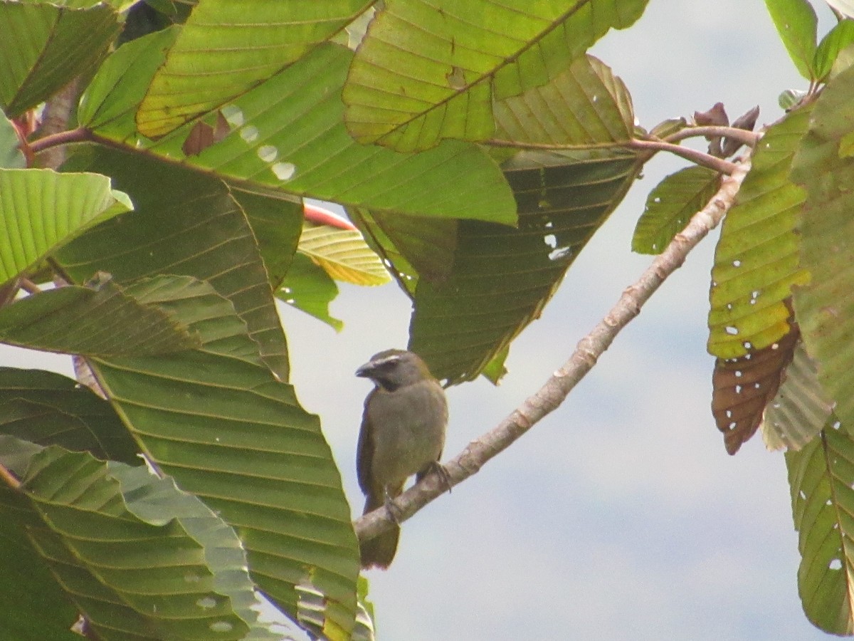 Olive-gray Saltator - ML643435565